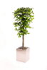 Umělý strom- Fíkus zelený klasik 160 cm