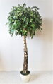 Bříza koule 180 cm 