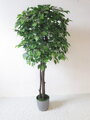 Fikus Benjamin 130 cm