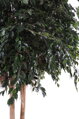 Umělý strom- Fíkus zelený 280 cm