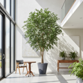 Umělý strom- Fíkus zelený 250 cm