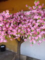 Kvetoucí strom sakura- extra široká koruna 180cm