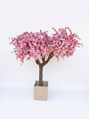 Kvetoucí strom sakura- extra široká koruna 180cm
