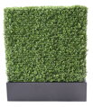 Zástěna buxus 100cm x 60cm