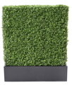 Zástěna buxus 100cm x 60cm