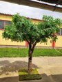Fíkus gigant 300cm 