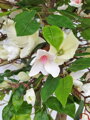 Magnólia biela 200cm 