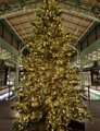 Vánoční stromek My Tree 600cm