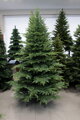 Umělý 3D vánoční stromek- Smrk kavkazský 160cm 