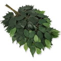Umělý list-Fikus zelený 60cm