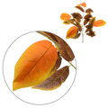 Umělý list - Mango podzimní 70cm