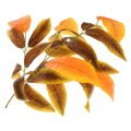 Umělý list - Mango podzimní 70cm