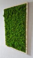 Mechový obraz v dřevěném rámu 100cm x 65cm