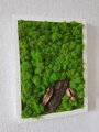 Mechový obraz v bílem rámu 40cm x 30cm