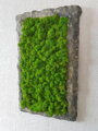 Mechový obraz s atypickým rámem 50 cm x 35 cm