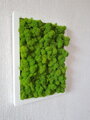 Mechový obraz v bílem rámu 40cm x 30cm