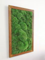 Mechový obraz- kopečkový mech 80cm x 40cm