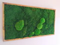 Mechový obraz- lesní mech 50cm x 90cm
