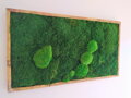 Mechový obraz- lesní mech 50cm x 90cm