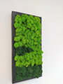 Mechový obraz v černém dřevěném rámu 50cm x 25cm