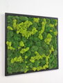 Mechový obraz z kopečkového mechu 80cm x 80cm 