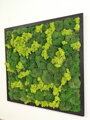 Mechový obraz z kopečkového mechu 80cm x 80cm 