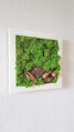 Mechový obraz v bílém rámu 33cm x 33cm