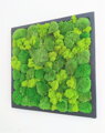 Machový obraz z kopčekového machu 60cm x 60cm 