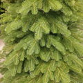 Borovice Limba 255cm- 100% 3D