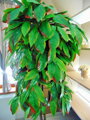 Umělý strom- Mango 160cm