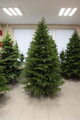 Borovice Limba 255cm- 100% 3D