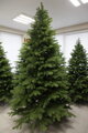 Borovice Limba 255cm- 100% 3D