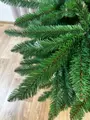 Jedle Karpatská na kmeni- 220cm