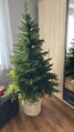 Smrk Prestige na kmeni 100% 3D- 185cm 