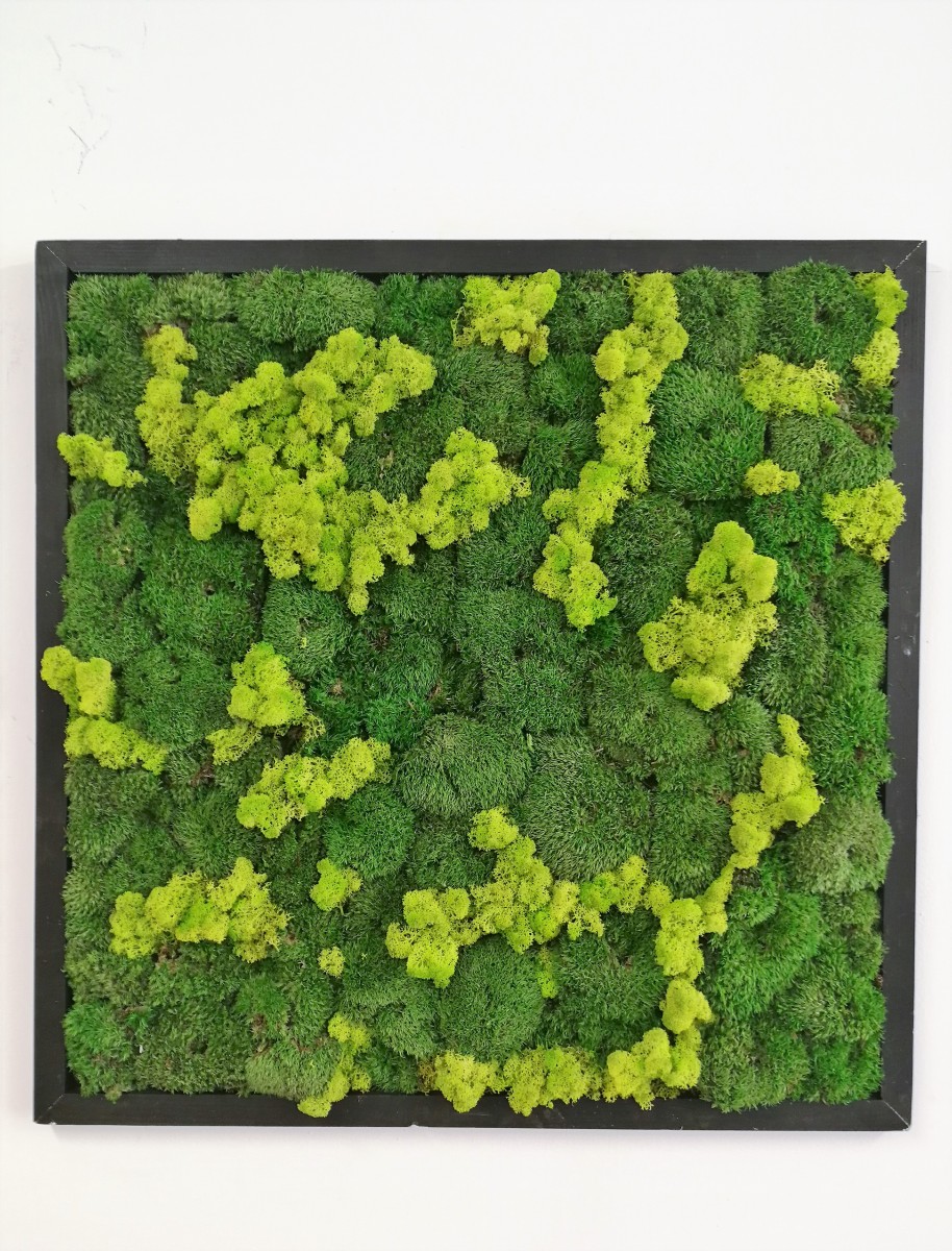 Mechovy Obraz Z Kopeckoveho Mechu 40cm X 40cm