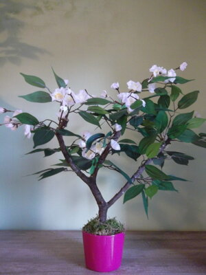 Kvetouci bonsaj bíly 50cm