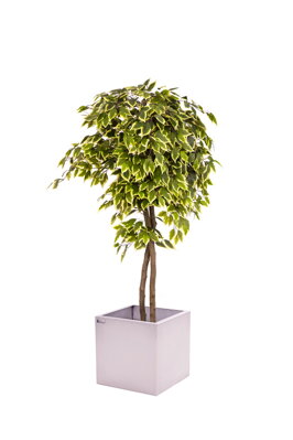 Umělý strom- Fíkus panašovaný 180 cm