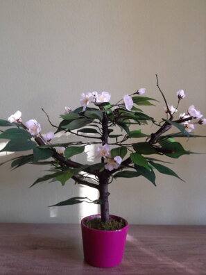 Kvetouci bonsaj bíly