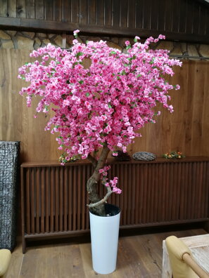 Kvitnúci strom- Japonská čerešňa 220 cm