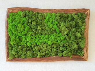 Mechový obraz 50cm x 75cm