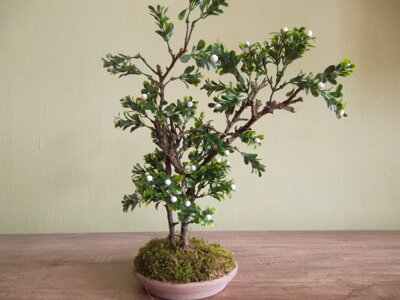 Kvetouci bonsaj