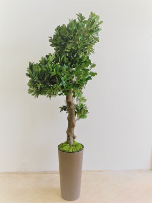 Umělý strom- Olivovník 160cm