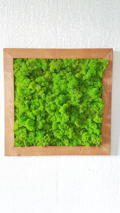 Mechový obraz v dřevěném rámu 50cm x 50cm