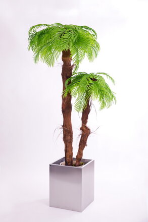 Dvojpalma- palma areca (s kôrou) 160 cm