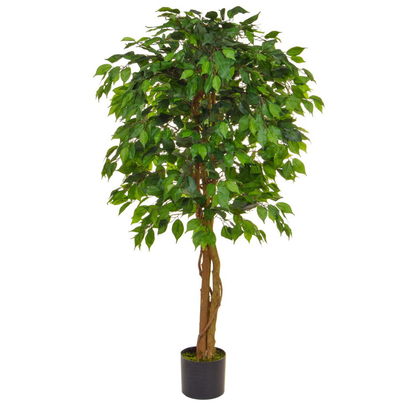 Fíkus zelený 90 cm