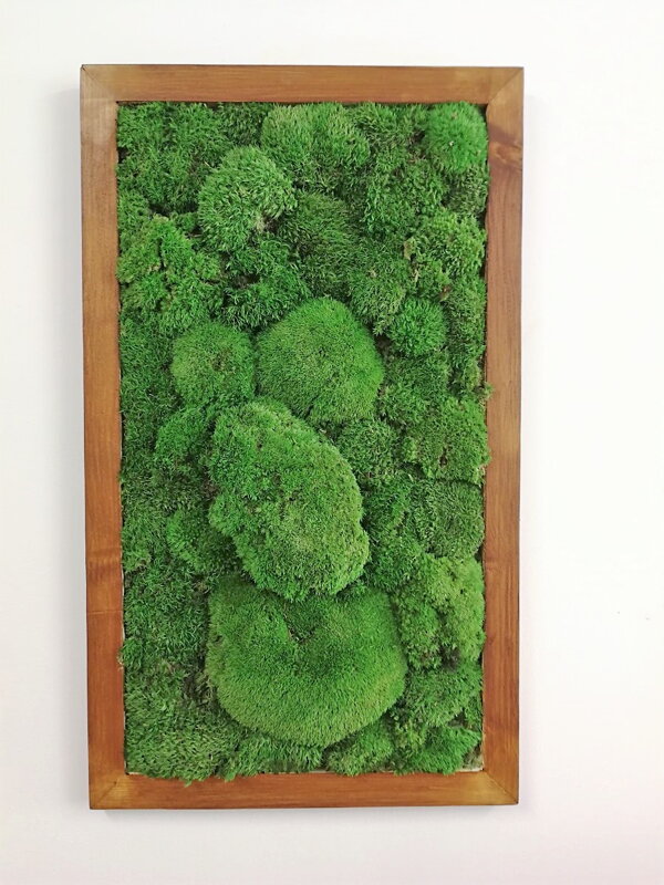 Mechový obraz- kopečkový mech 80cm x 40cm Mechový obraz- kopečkový mech 80cm x 40cm