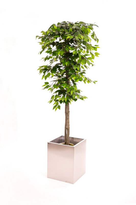 Umělý strom- Fíkus zelený klasik 200cm