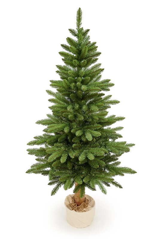 Jedle Karpatská na kmeni- 220cm