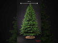 Borovice Limba 255cm- 100% 3D