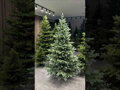 Smrk Stříbrný 100% 3D-200cm
